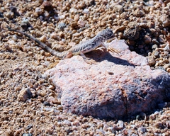 Callisaurus draconoides rhodostictus