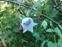 Codonopsis clematidea