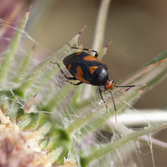 Deraeocoris schach