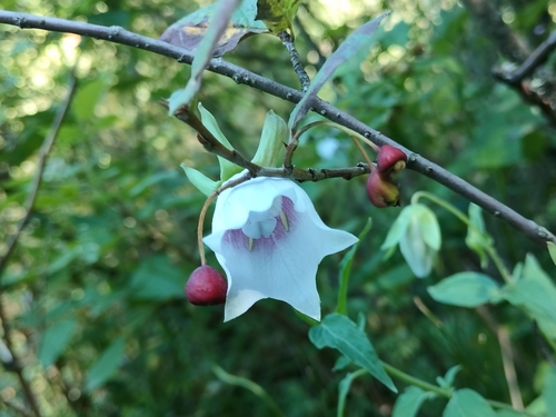 Codonopsis clematidea, photograph 1