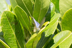 Hypochrysops digglesii