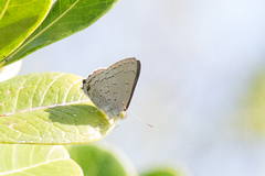Hypochrysops digglesii
