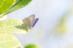 Hypochrysops digglesii