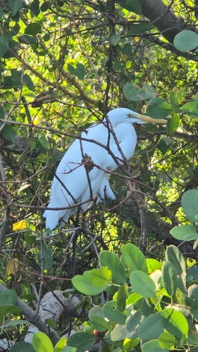 Great Egret