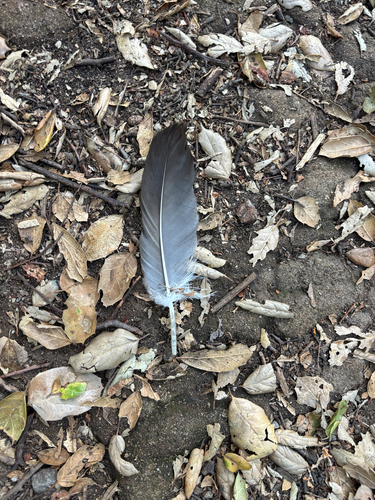 iNaturalist observation photo of Birds
