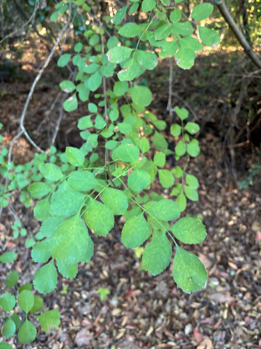 iNaturalist observation photo of California Ash