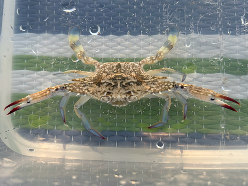 Asian Blue Swimming Crab
