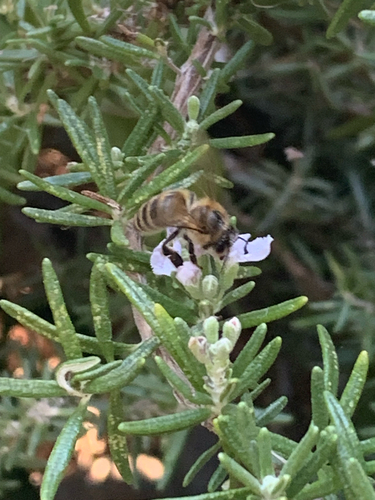 Western Honey Bee