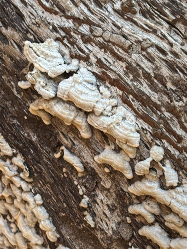 iNaturalist observation photo of hairy curtain crust