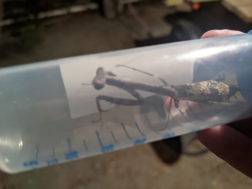 Carolina Mantis