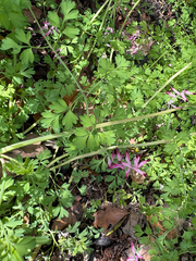 Fumaria muralis, photograph (c) sam-rajnikant, some rights reserved (CC BY)