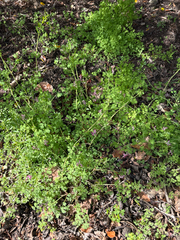 Fumaria muralis, photograph (c) sam-rajnikant, some rights reserved (CC BY)