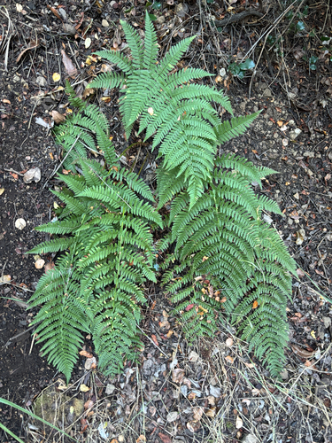 iNaturalist observation photo of coastal woodfern