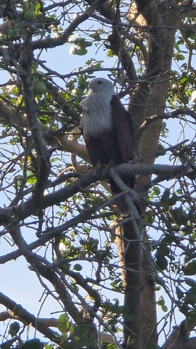 Brahminy Kite (Indian)