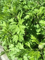 Artemisia vulgaris
