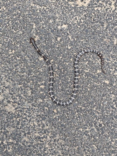 Many-banded Krait