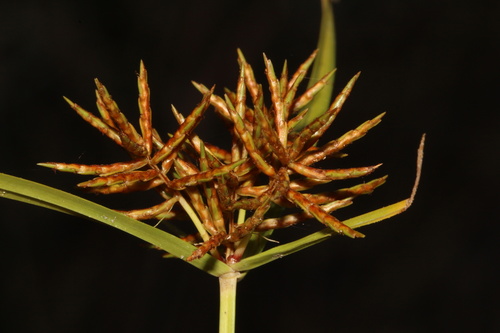 Fragrant flatsedge