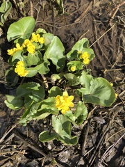 Caltha palustris