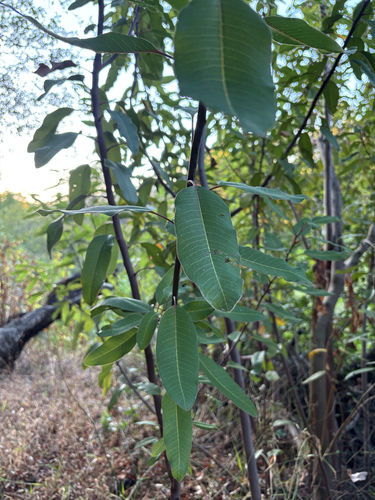 iNaturalist observation photo of laurel sumac