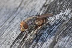 Metallea incisuralis