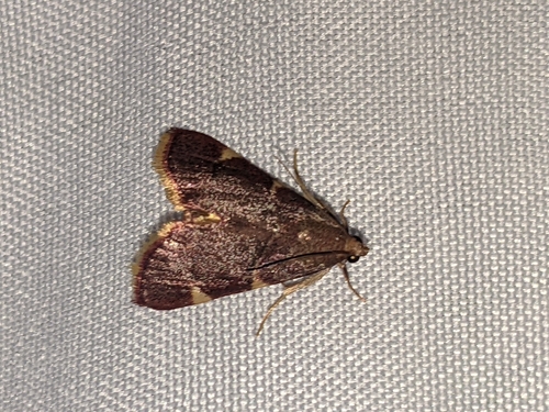 Yellow-fringed Dolichomia Moth