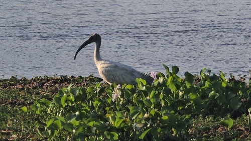 Black-headed Ibis
