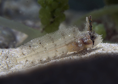 Cristiceps australis