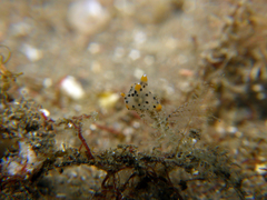 Thecacera