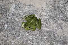 Pelophylax perezi
