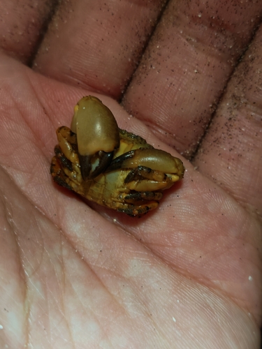 Epixanthus frontalis observed 2026-09-12
