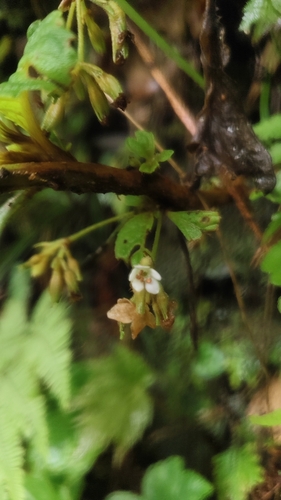 Rhynchotechum discolor observed 2026-09-12