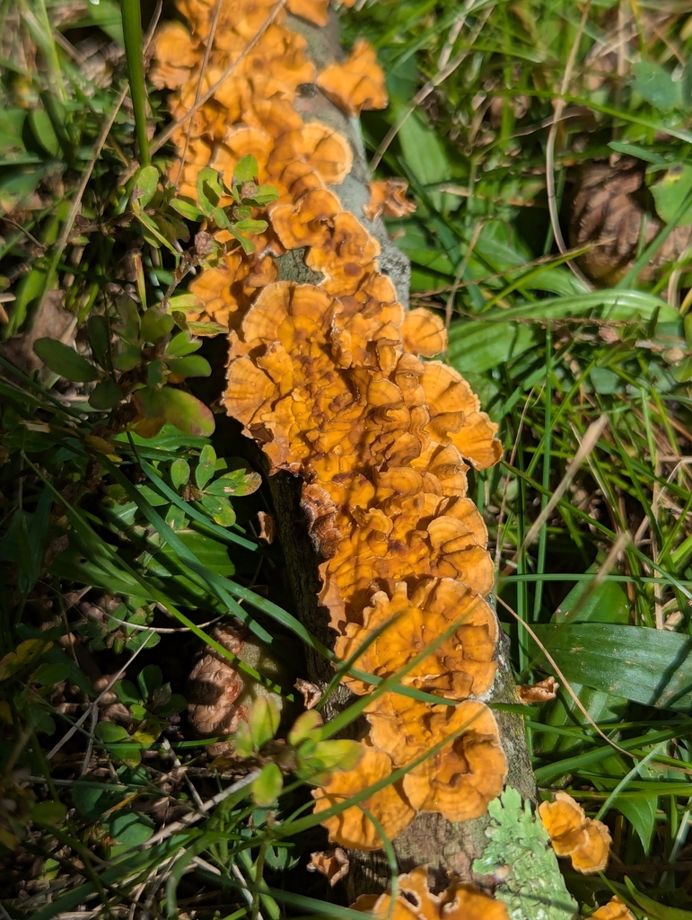 crowded parchment · September 2026 · photo: Photo: no rights reserved · iNaturalist