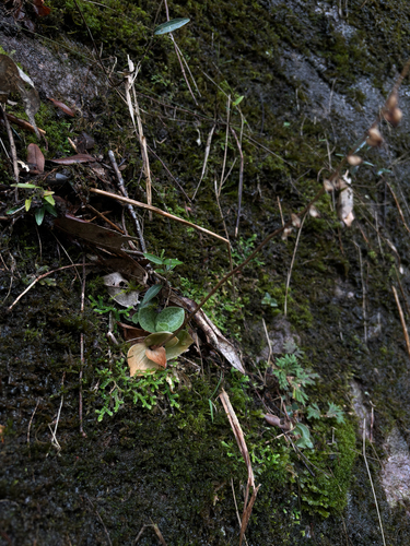 Goodyera bomiensis