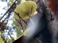 Entoloma rodwayi