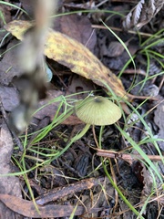 Entoloma rodwayi