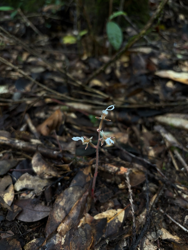 Anoectochilus zhejiangensis