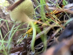 Entoloma rodwayi