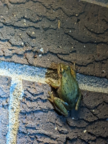 Squirrel Tree Frog