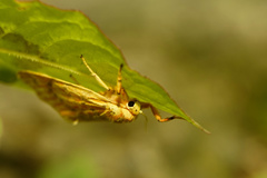 Barsine striata