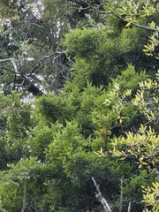 Prumnopitys taxifolia, photograph author not stated, no rights reserved