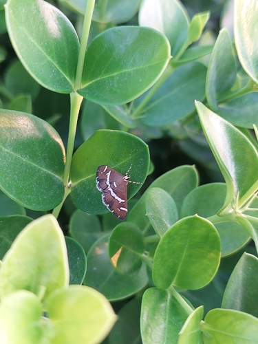 Hawaiian Beet Webworm Moth