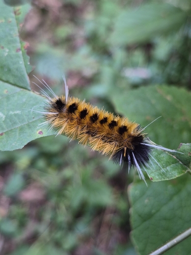 Spotted Tussock Moth