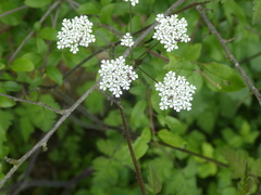 Chaerophyllum temulum