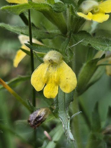 Yellow Glandweed