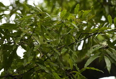 Beilschmiedia tawa, photograph (c) William Harland, some rights reserved (CC BY)