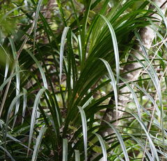 Freycinetia banksii, photograph (c) William Harland, some rights reserved (CC BY)