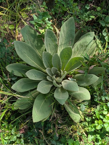great mullein