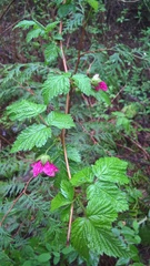 Rubus spectabilis spectabilis