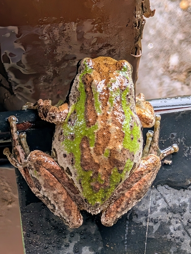 Pacific chorus frog