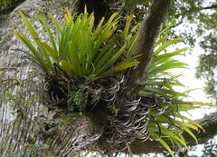 Astelia hastata, photograph (c) William Harland, some rights reserved (CC BY)